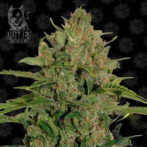 Semillas | Triple Cheese | Fem | 3 semillas | Barney's Farm1