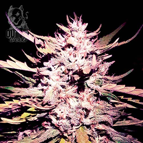Semillas | True Jones | Fem | 5 semillas | Shaman Genetics1