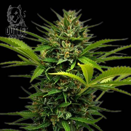 Semillas | UK Cheese | Auto | 2 semillas | Shaman Genetics1