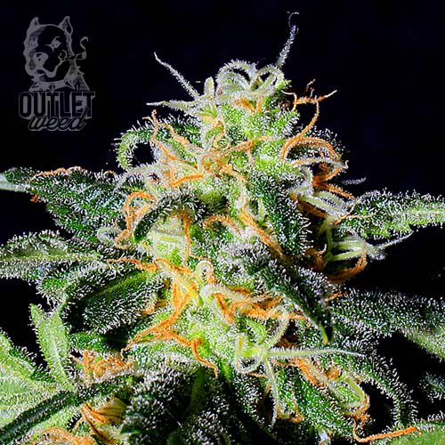 Semillas | UK Cheese | Fem | 2 semillas | Shaman Genetics1