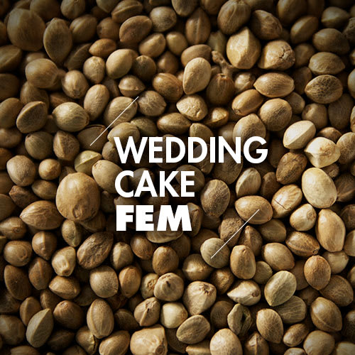 Wedding Cake | 10 Semillas | Feminizadas1
