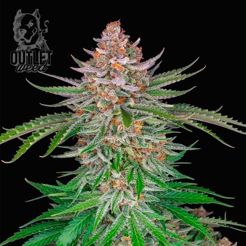 Semillas | Wedding Gelato | Auto | 1 semilla | Strain Masters1