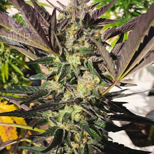 Semillas | Wedding Gelato | Fem | 1 semilla | Royal Queen1