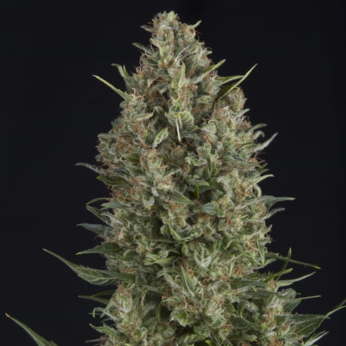 Semillas | Wembley | Fem | 3 semillas | Pyramid Seeds1