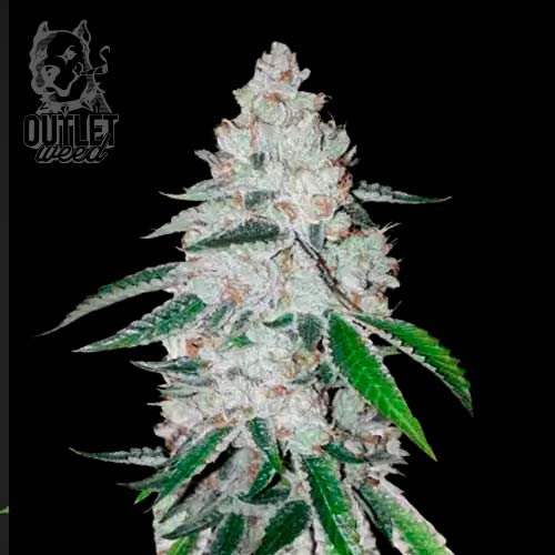 Semillas | West Coast O.G. | Auto | 3 semillas | FastBuds1