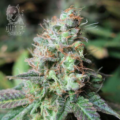 Semillas | White Widow | Auto | 1 semilla | Strain Masters1