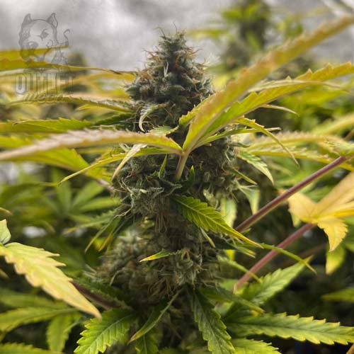 Semillas | White Widow XXL | Auto | 3 semillas | Chef Genetics1