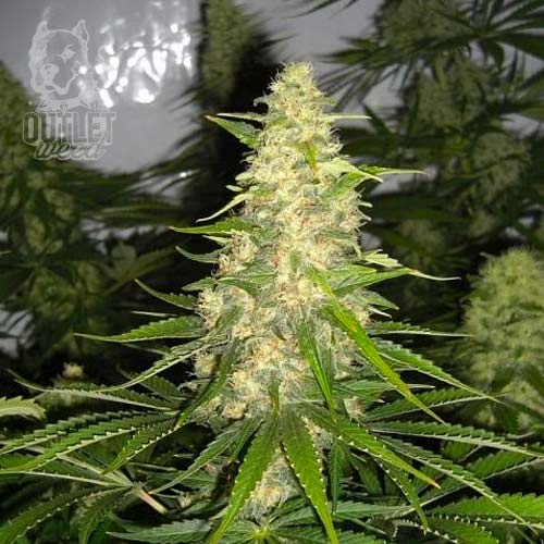 Semillas | White Widow | Fem | 3 semillas | Chef Genetics1