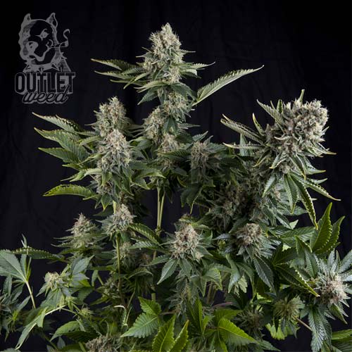 Semillas | White Widow | CBD | 5+2 semillas | Pyramid Seeds1
