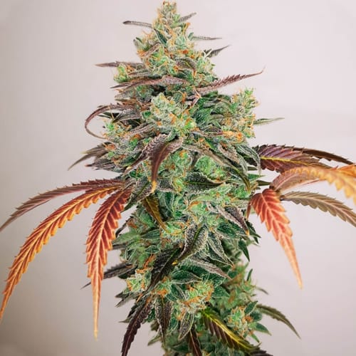 Semillas | Promo 3 Y Griega CBD 2.0 + 2 Semillas de Regalo | CBD | Medical Seeds2