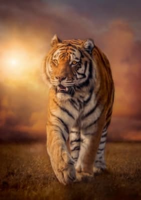 Tiger - 1500 piezas - High Quality Collection 98453 Tiger - 1500 piezas - High Quality Collection 98453