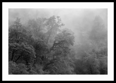 Fotografía Enmarcada Bosques del Sur1