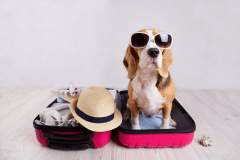 Tips para Viajar con Mascotas: Una Guía Completa