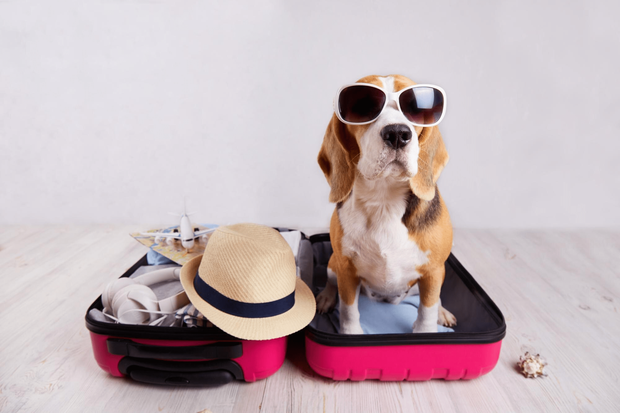 Tips para Viajar con Mascotas: Una Guía Completa