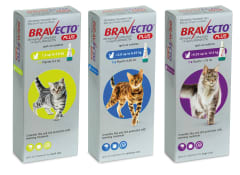 bravecto plus gato