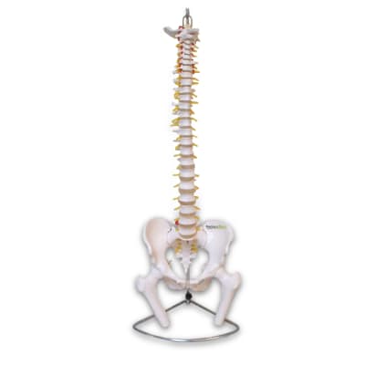 MODELO DE COLUMNA VERTEBRAL CON PELVIS TAMAÑO NATURAL1