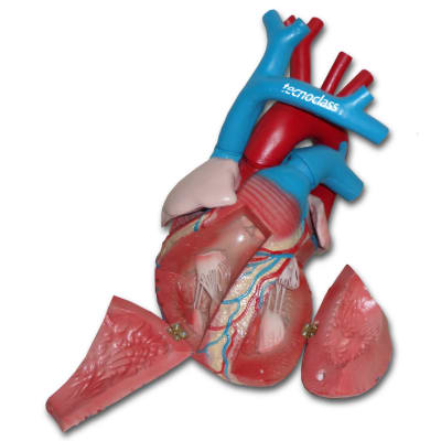 MODELO DEL CORAZON HUMANO DESMONTABLE EN 7 PARTES1