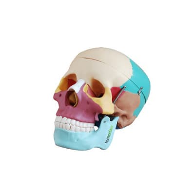 MODELO DEL CRANEO HUMANO CON HUESOS DE COLORES TAMAÑO NATURAL1