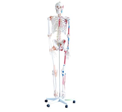 ESQUELETO HUMANO 1.80 METROS MUSCULOS Y LIGAMENTOS DOBLABLES1