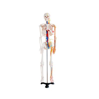 ESQUELETO HUMANO CON NERVIOS Y VASOS SANGUINEOS 85 CM1