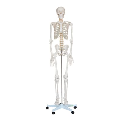 ESQUELETO HUMANO 1.70 METROS1
