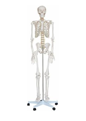 ESQUELETO HUMANO TAMAÑO NATURAL 170 CM1