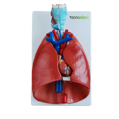 MODELO DEL PULMON, CORAZON Y LARINGE  7 PARTES TAMAÑO NATURAL1