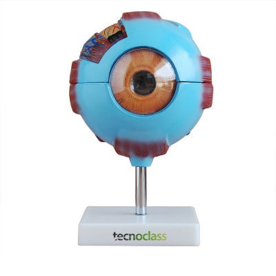 MODELO DEL OJO HUMANO 7 PARTES TAMAÑO GIGANTE1