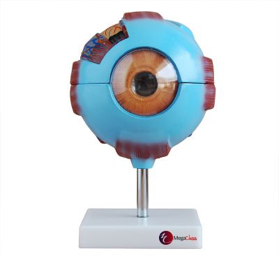 MODELO DEL OJO HUMANO 7 PARTES TAMAÑO GIGANTE MODELO DEL OJO HUMANO 7 PARTES TAMAÑO GIGANTE