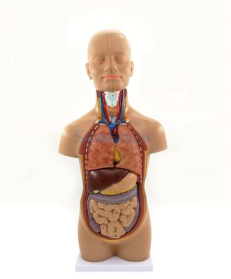 MINI TORSO HUMANO 50 CM MINI TORSO HUMANO 50 CM