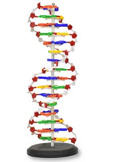 MODELO DEL ADN TAMAÑO GRANDE1