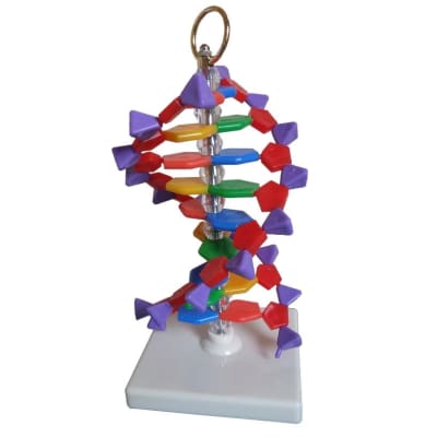 MODELO DEL ADN TAMAÑO PEQUEÑO MODELO DEL ADN TAMAÑO PEQUEÑO