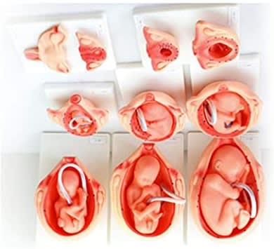 DESARROLLO DEL FETO 10 PARTES TAMAÑO NATURAL1