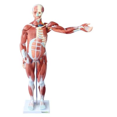 MODELO DE MUSCULOS HUMANOS DESARMABLE EN 27 PARTES 80 CMS MODELO DE MUSCULOS HUMANOS DESARMABLE EN 27 PARTES 80 CMS