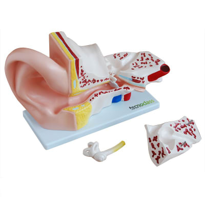 MODELO DEL OIDO HUMANO 4 PARTES TAMAÑO GIGANTE1