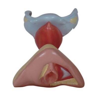 MODELO DE ORGANOS GENITALES FEMENINOS INTERNOS Y EXTERNOS1