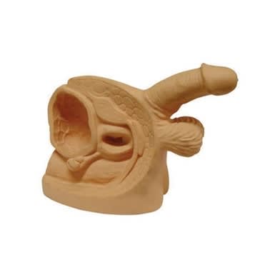 ORGANOS GENITALES MASCULINOS1