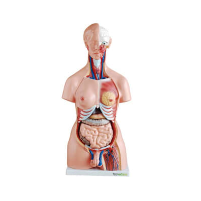 TORSO HUMANO BISEXUAL 23 PARTES TAMAÑO NATURAL1