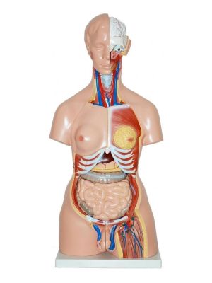TORSO HUMANO 85 CM TORSO HUMANO 85 CM