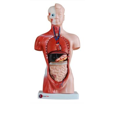 TORSO HUMANO 23 PARTES 45 CMS1