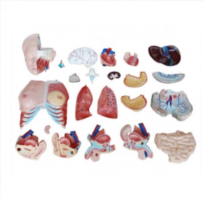 TORSO HUMANO BISEXUAL DESMONTABLE EN 23 PARTES 85 CM ALTURA