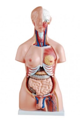 TORSO HUMANO BISEXUAL DESMONTABLE EN 23 PARTES 85 CM ALTURA