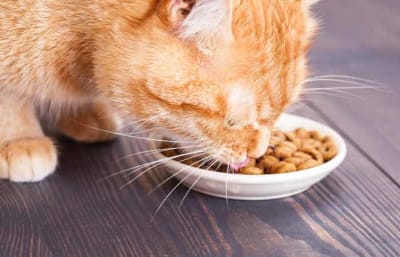 alimento gato adulto