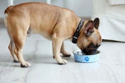 alimento perro adulto