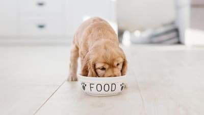 alimento cachorros