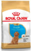 Royal Canin Caniche Poodle Junior 3 kg1