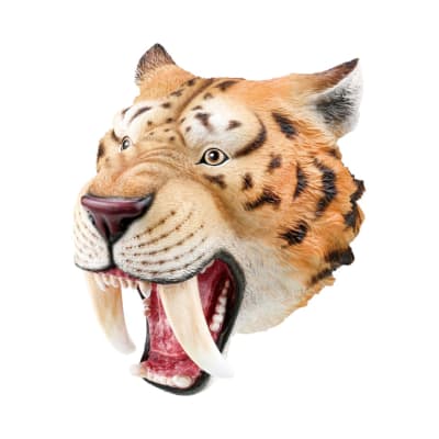 TITERES DE MANO  TIGRE DIENTES DE SABLE1