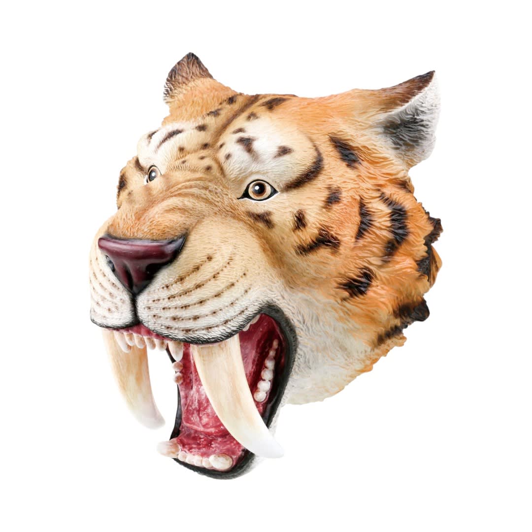 TITERES DE MANO  TIGRE DIENTES DE SABLE 0