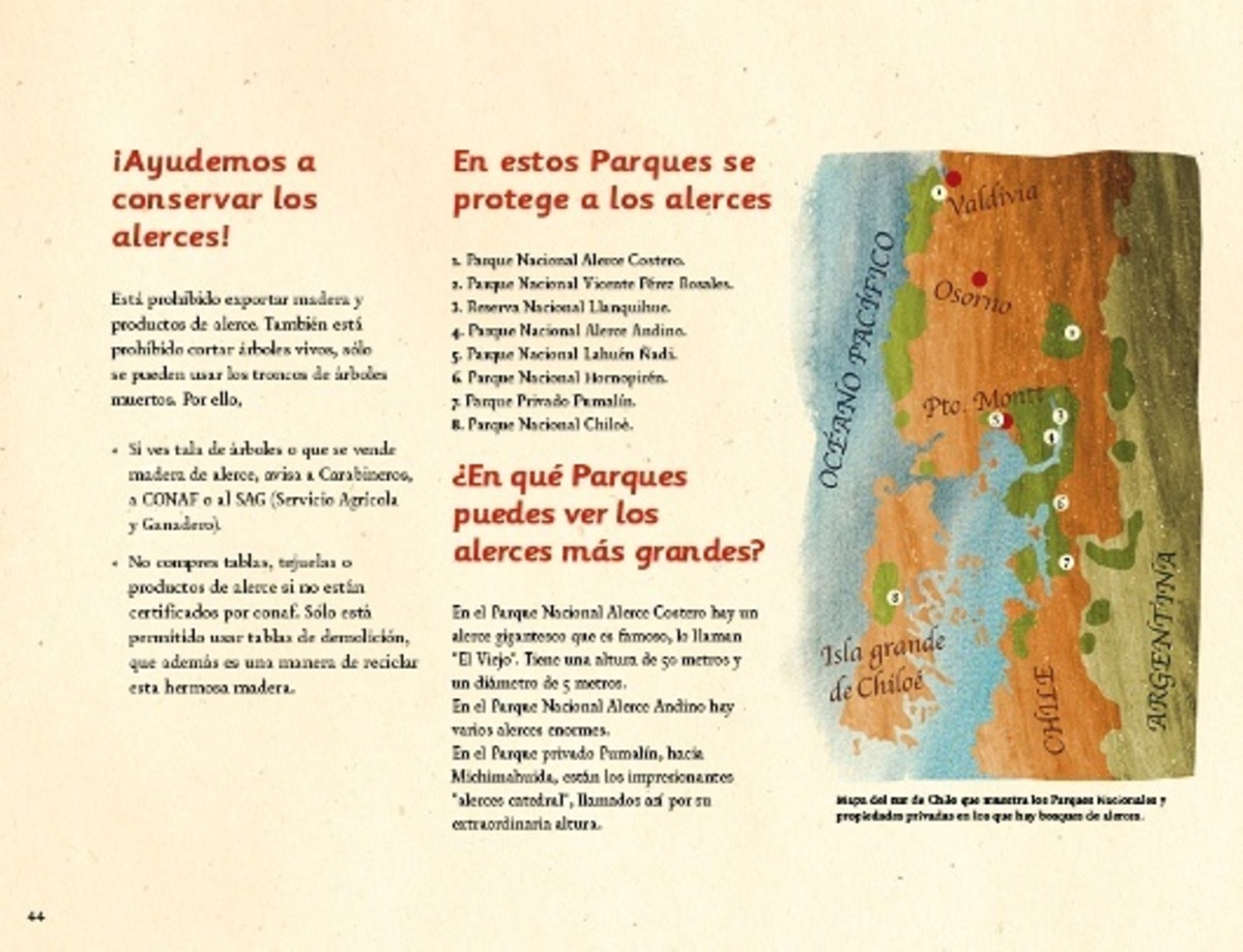 EL ALERCE, GIGANTE MILENARIO5