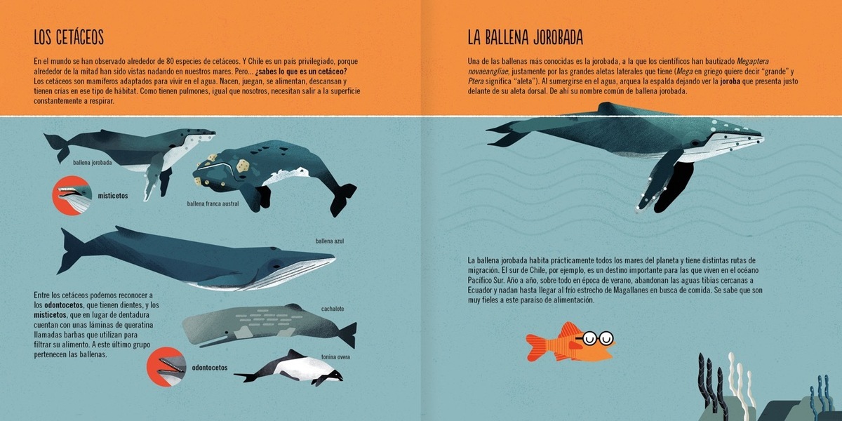 LA BALLENA JOROBADA2